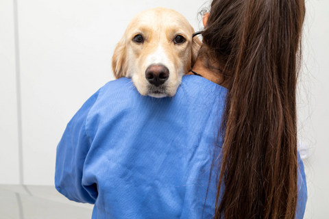 Honden met kanker