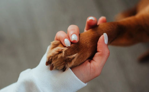 Omgaan met de emotionele rollercoaster bij het zorgen voor een hond met kanker
