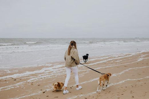 Is chemo bij dieren hetzelfde als bij de mens? - BraveBites
