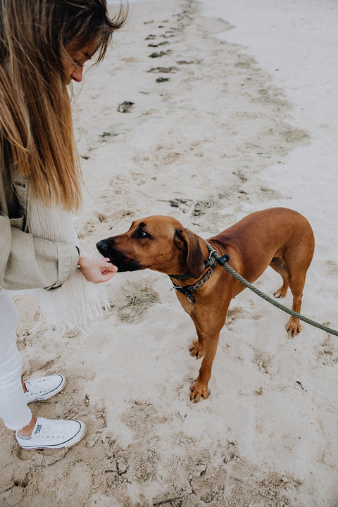 BraveBites_Hondensnacks_Ridgeback