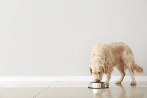 BraveBites Beste hondenvoer volgens dierenarts golden retriever