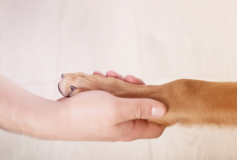 BraveBites Beste hondenvoer volgens dierenarts hondenpoot
