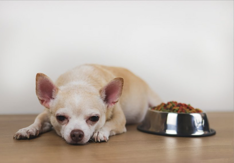 BraveBites Beste hondenvoer volgens dierenarts wetenschappelijk onderzoek