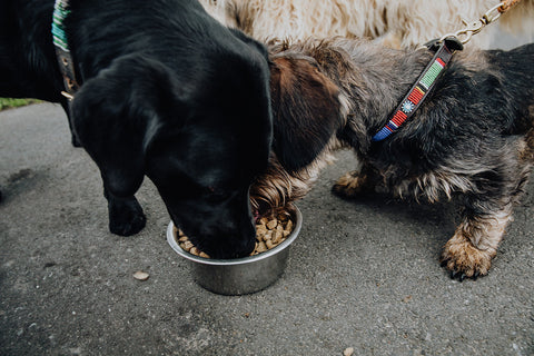 Omega-3 en kanker bij honden: waarom deze vetzuren zo belangrijk zijn