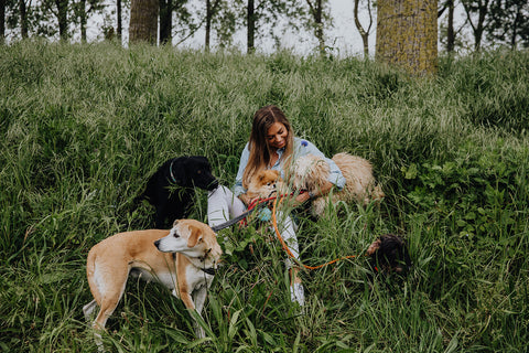 Comfortmaatregelen thuis voor honden met kanker