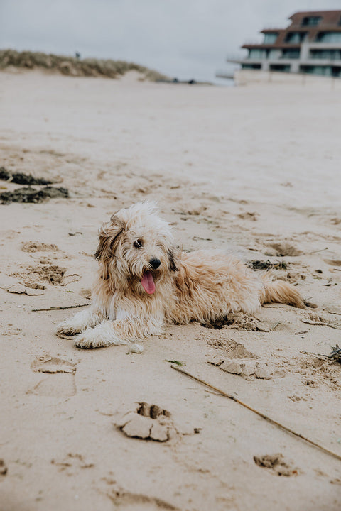 Een pluizige, lichte hond ligt tevreden op het zand. Wetenschappelijk onderbouwde voeding en feiten over koolhydraten voor honden met kanker van BraveBites.