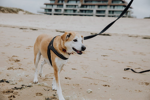 Een hond aan de lijn wandelt op het strand. Ondersteuning en zorg voor honden tijdens chemotherapie behandelingen van BraveBites.