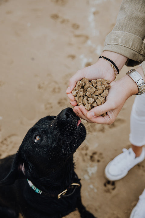 Een zwarte hond (labrador) krijgt gezonde snacks gevoerd uit de handen van een baasje. Nutritionele ondersteuning voor honden met kanker van BraveBites.