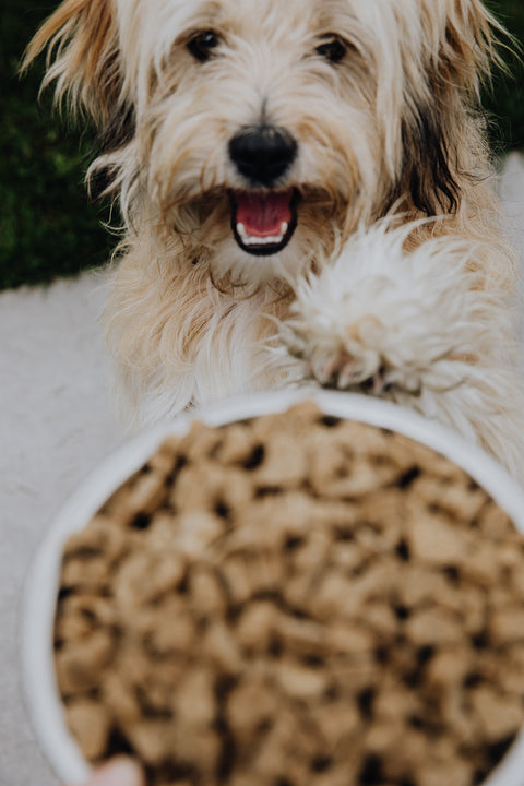 Wat mag een hond met kanker eten? Voedingstips voor honden met kanker
