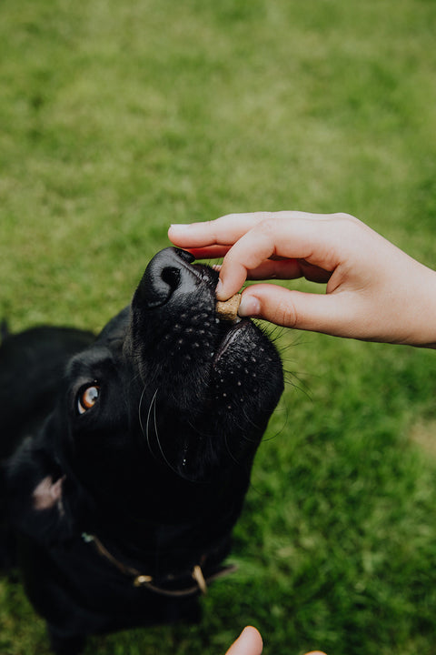 Hoe stimuleer je de eetlust van een hond met kanker? 10 praktische tips