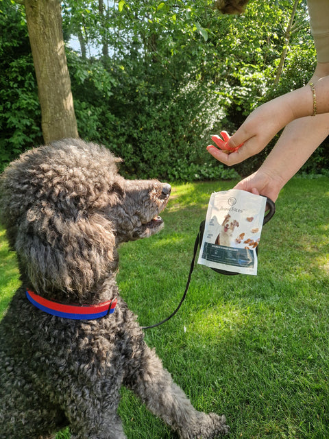 Hoe weet ik of mijn hond nog een goede levenskwaliteit heeft?