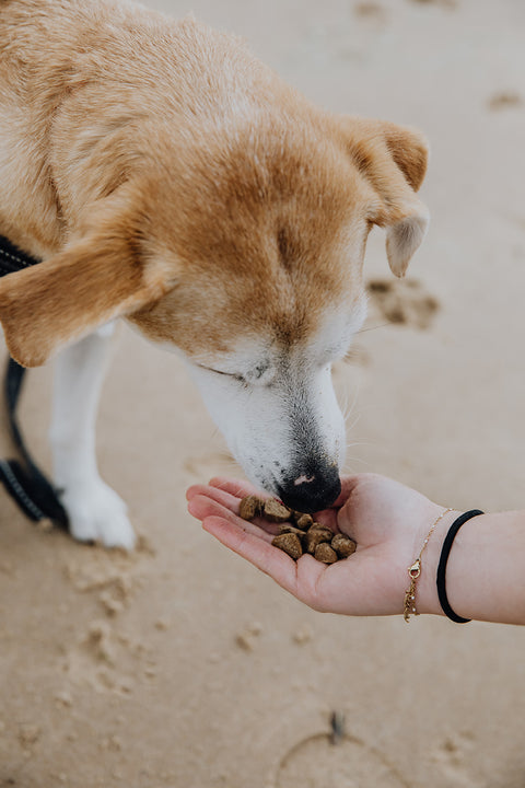 BraveBites® – Voedzame Snack voor Honden met Kanker - BraveBites