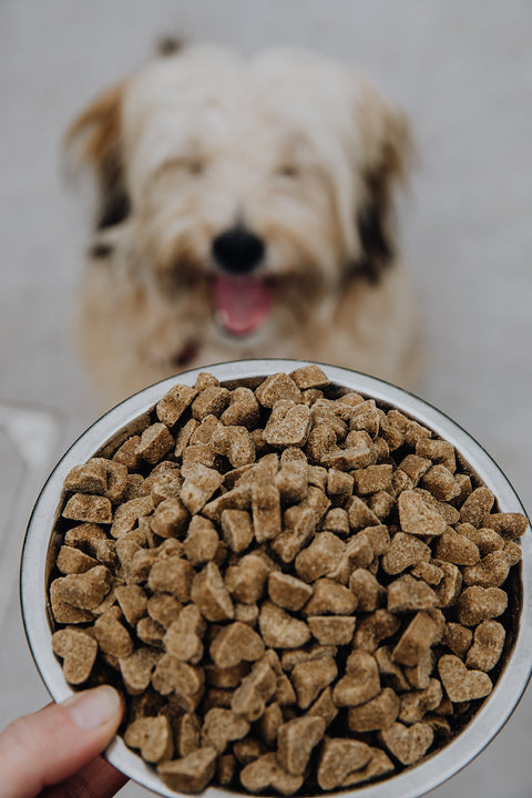 BraveBites® – Voedzame Snack voor Honden met Kanker - BraveBites