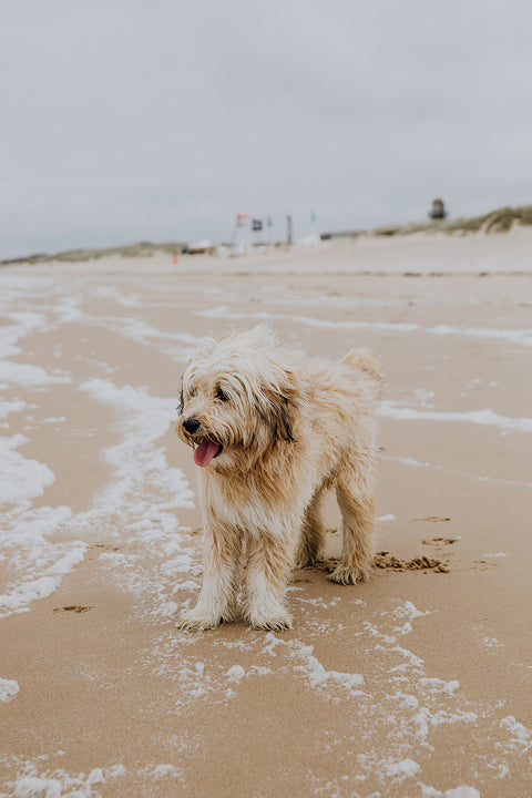 witte hond op strand aan zee