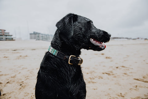 zwarte hond op strand na zwemmen