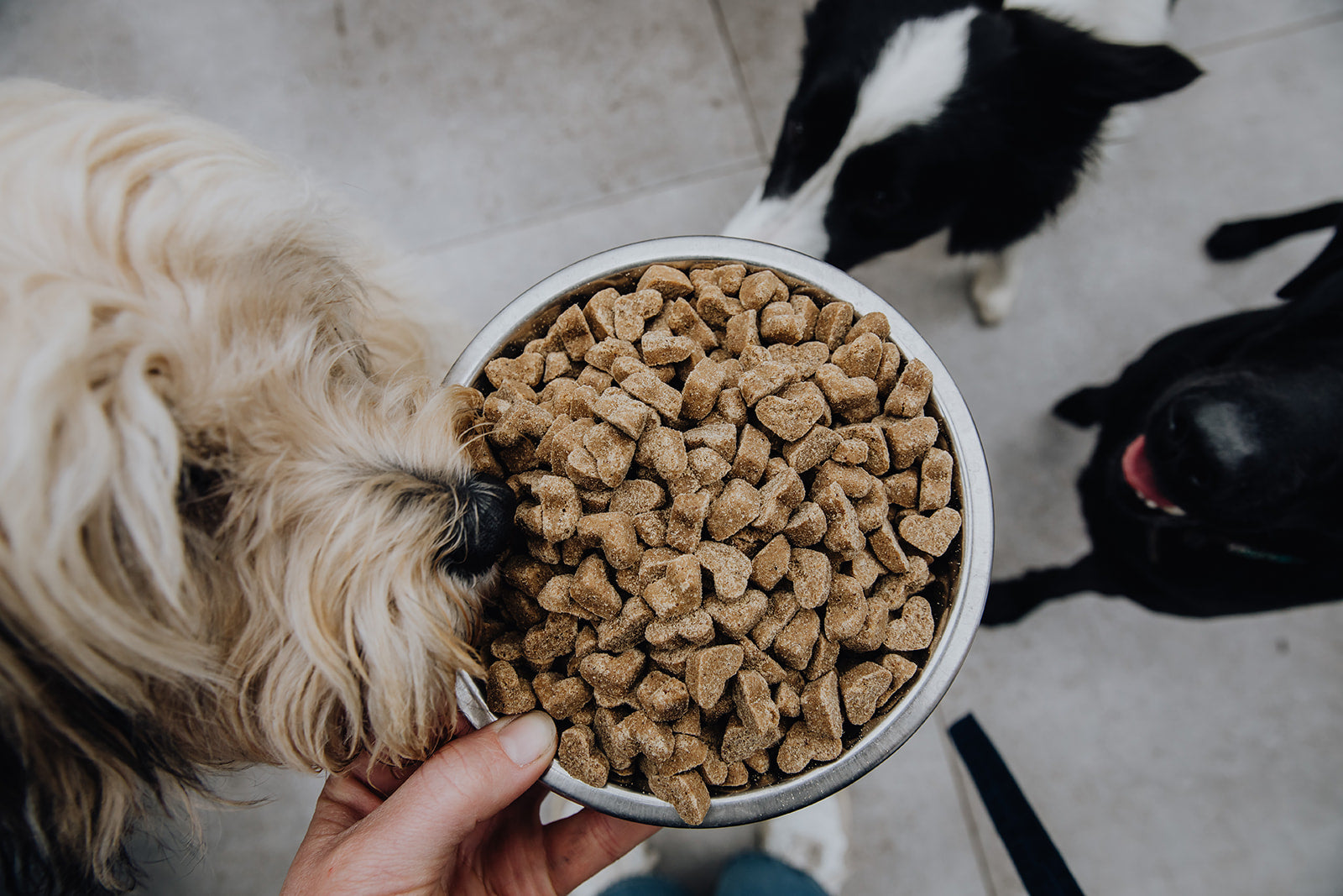 BraveBites snacks voor honden hond eet uit pot